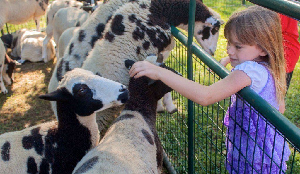 Kaydence Wilson of Carlinville pets goats at the petting zoo during MCHS's Fall Festival. Photo by Louise Jett, MCHS Public Relations Officer.
