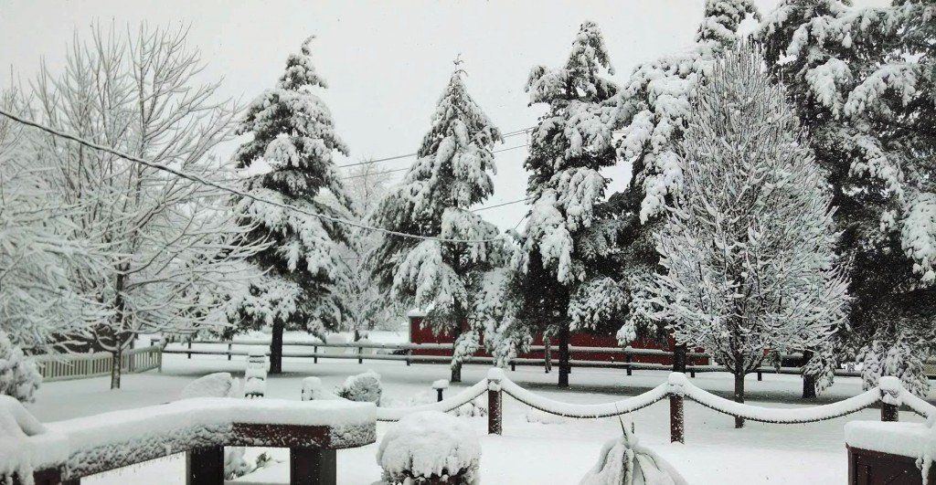 The backyard view Saturday morning submitted by Lynn Shehorn. 