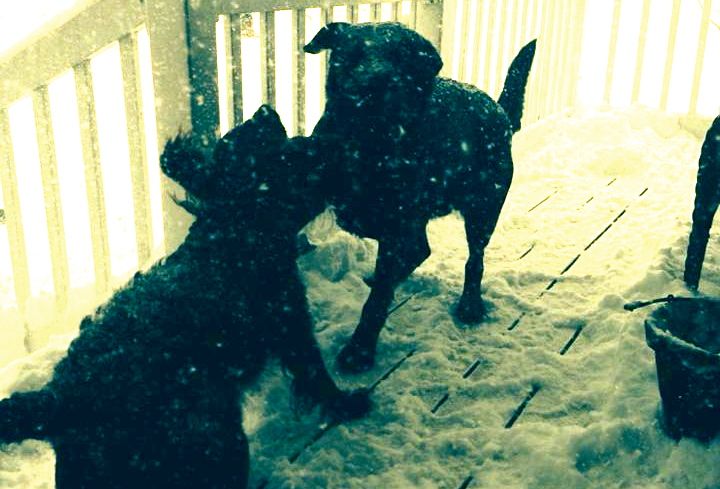 A viewer submitted photo of Jack and Gunny playing in the snow. 
