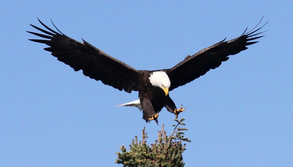 Bald Eagle