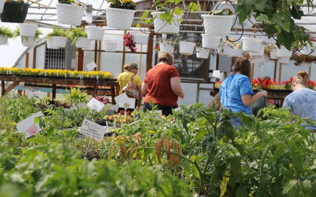 Shoppers browse the selection behind the available vegetable plants. 