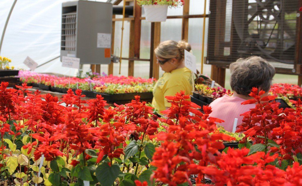 Flowers were in blooming in color Saturday morning.