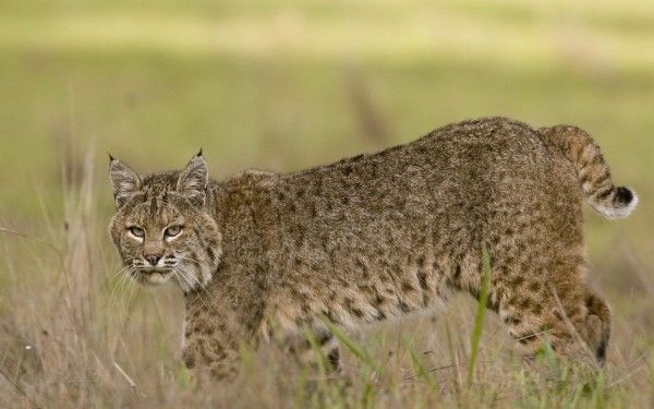 Bobcat